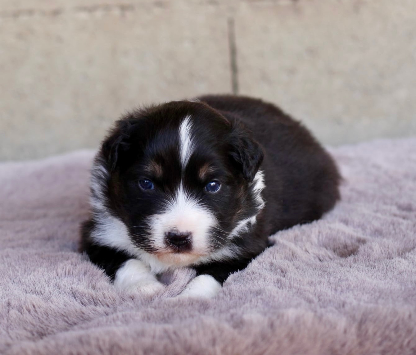 Du Petit Mont D'éden - Chiots disponibles - Berger Australien