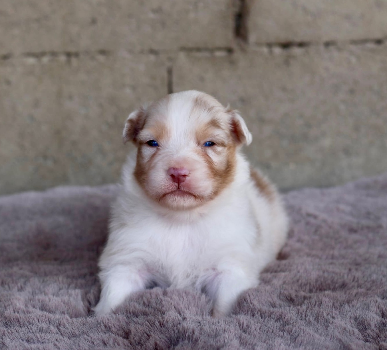 Du Petit Mont D'éden - Chiots disponibles - Berger Australien