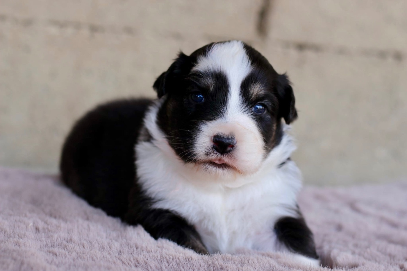 Du Petit Mont D'éden - Chiots disponibles - Berger Australien