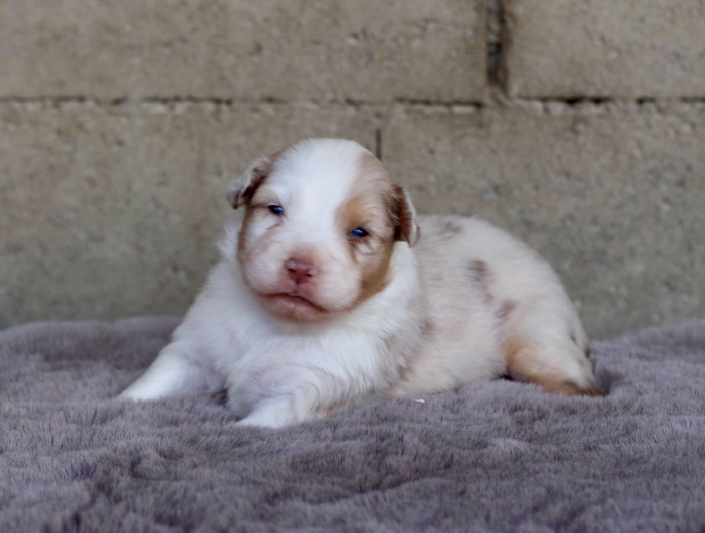 Du Petit Mont D'éden - Chiots disponibles - Berger Australien