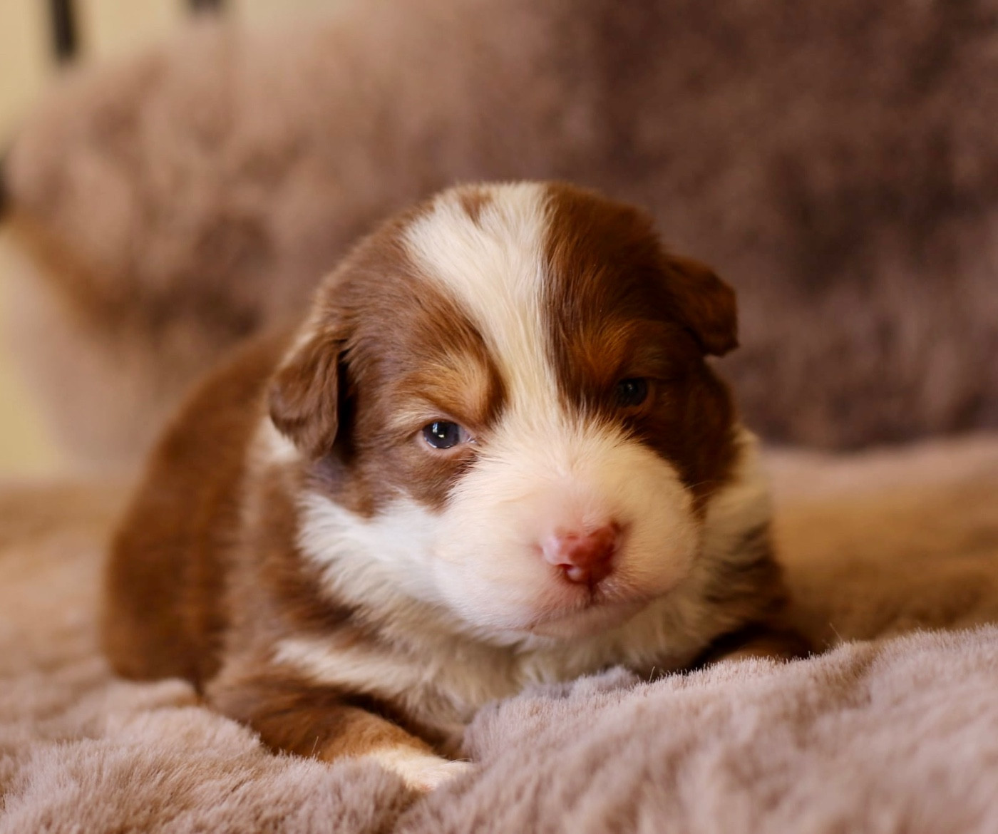 Du Petit Mont D'éden - Chiots disponibles - Berger Australien