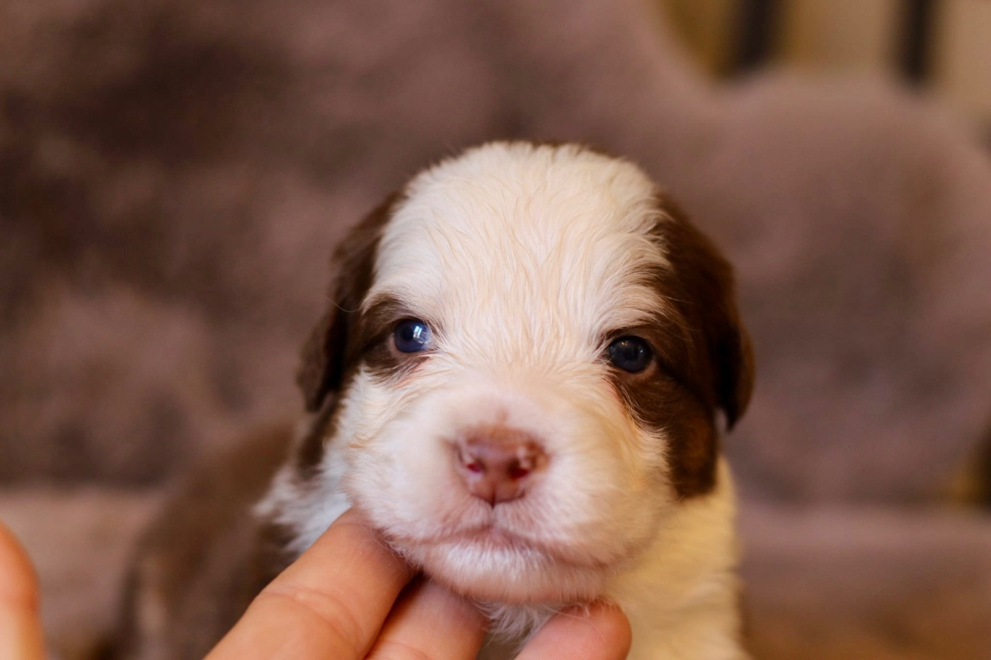 Du Petit Mont D'éden - Chiots disponibles - Berger Australien