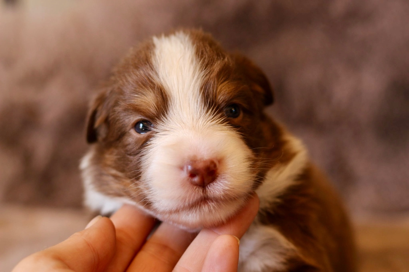 Du Petit Mont D'éden - Chiots disponibles - Berger Australien