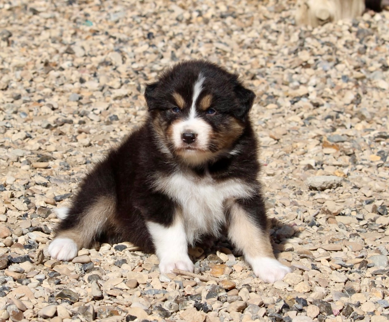 Du Petit Mont D'éden - Chiots disponibles - Berger Australien
