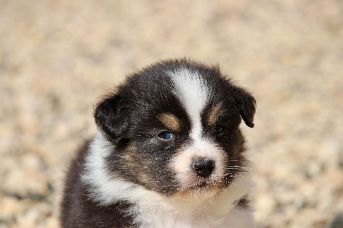 Du Petit Mont D'éden - Chiots disponibles - Berger Australien