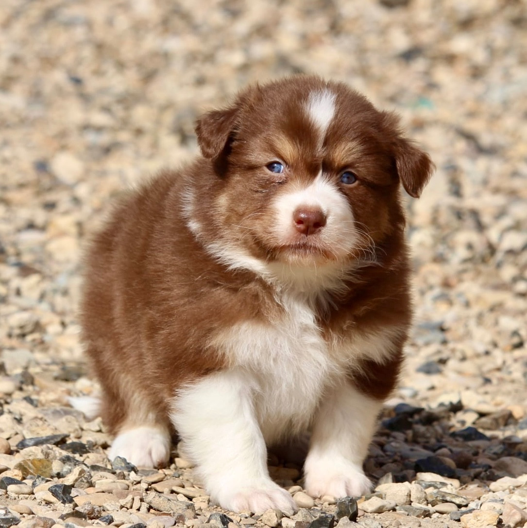Du Petit Mont D'éden - Chiots disponibles - Berger Australien