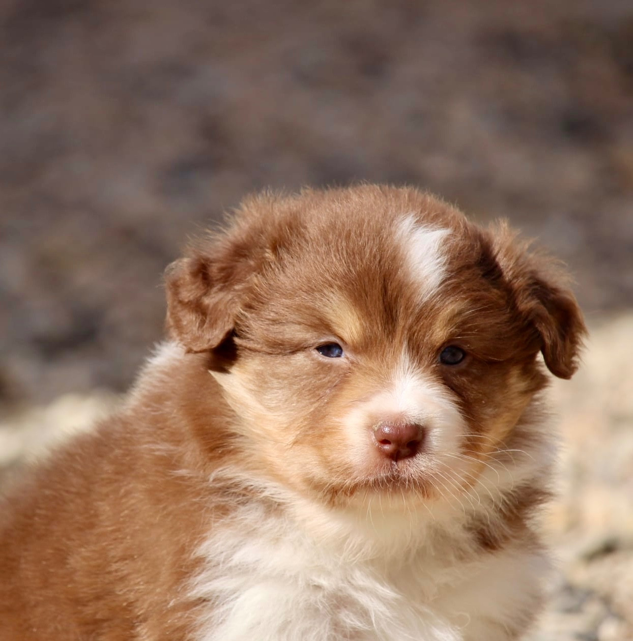 Du Petit Mont D'éden - Chiots disponibles - Berger Australien