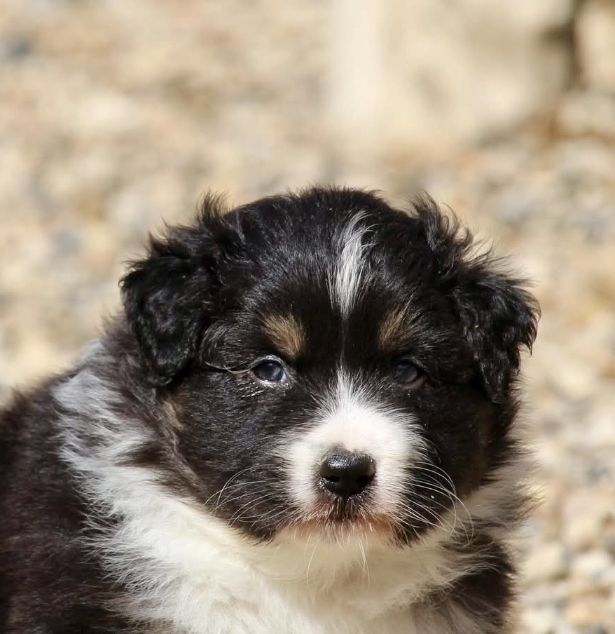 Du Petit Mont D'éden - Chiots disponibles - Berger Australien