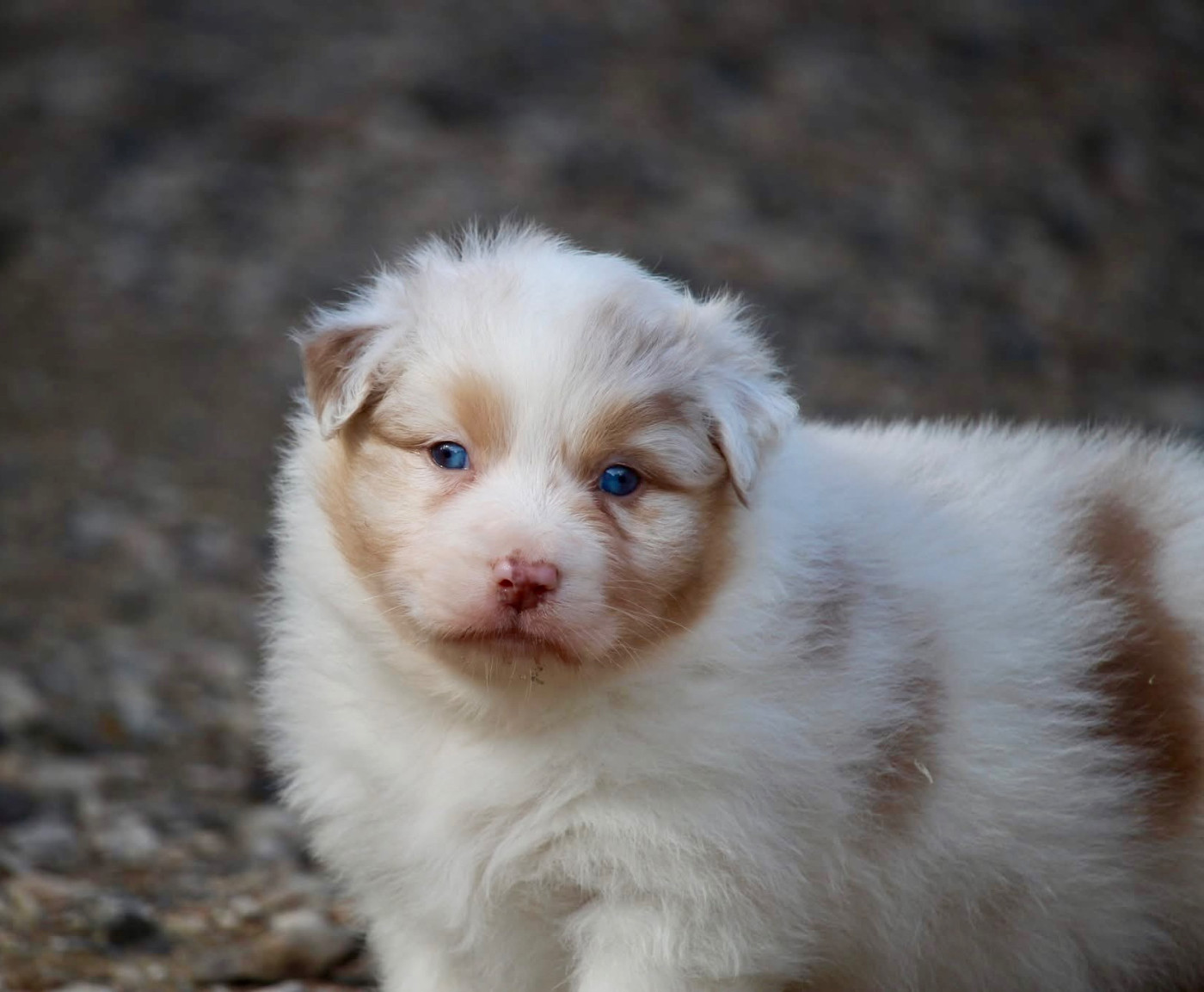 Du Petit Mont D'éden - Chiots disponibles - Berger Australien