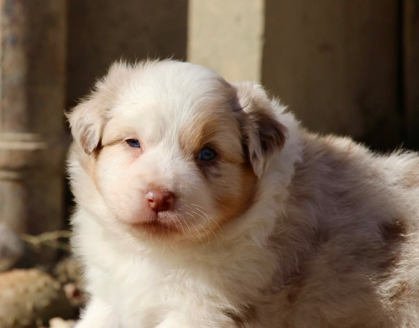 Du Petit Mont D'éden - Chiots disponibles - Berger Australien