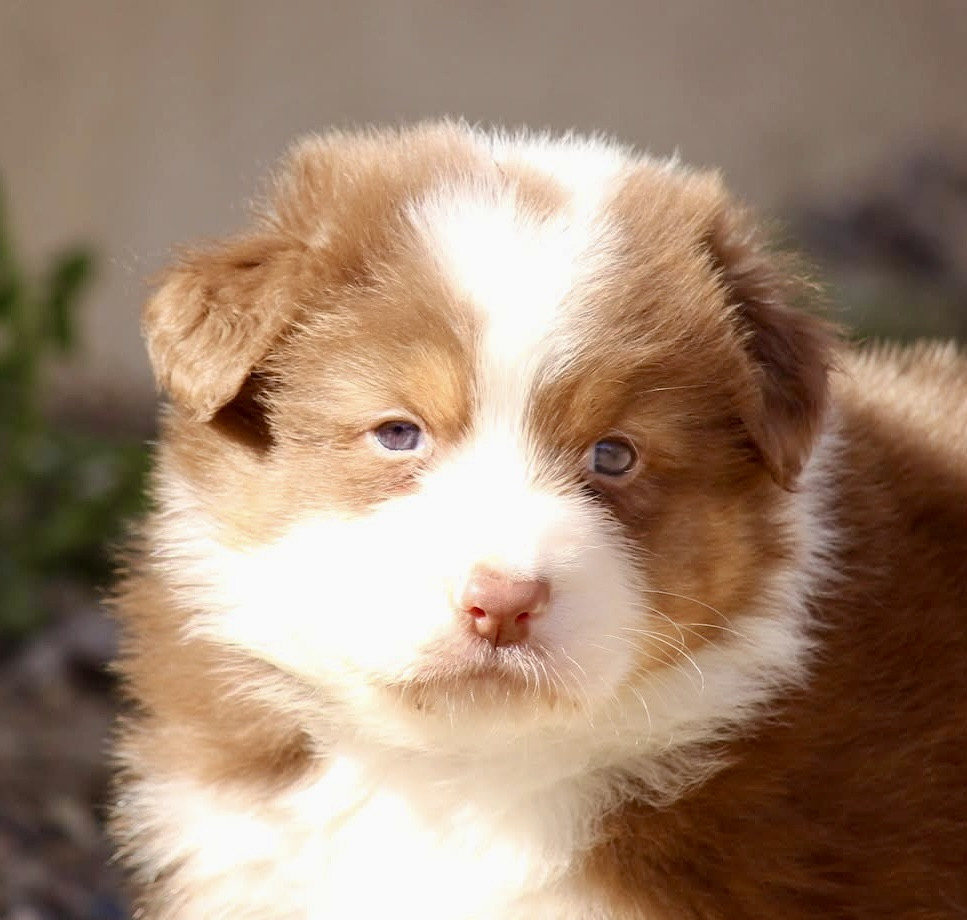 Du Petit Mont D'éden - Chiots disponibles - Berger Australien