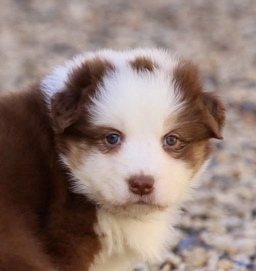 Du Petit Mont D'éden - Chiots disponibles - Berger Australien