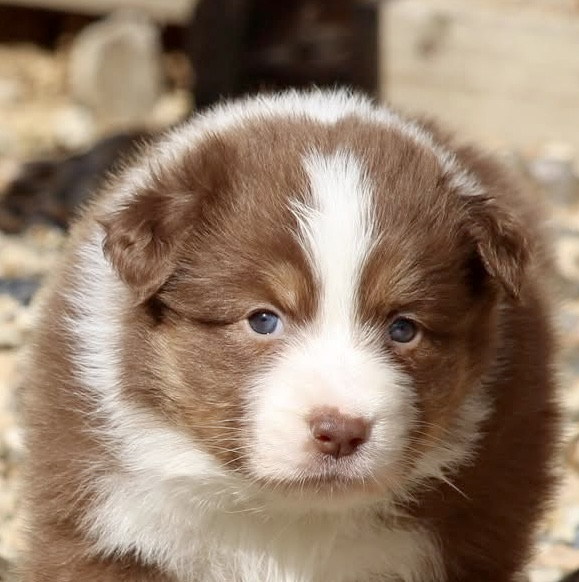 Du Petit Mont D'éden - Chiots disponibles - Berger Australien