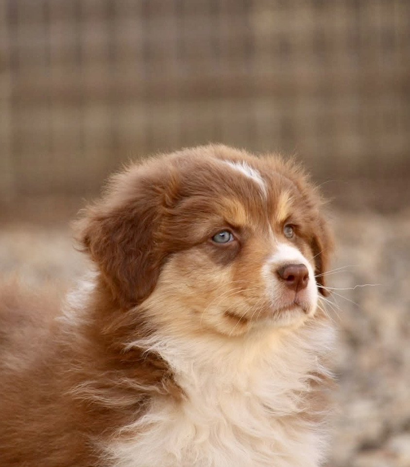 Du Petit Mont D'éden - Chiots disponibles - Berger Australien