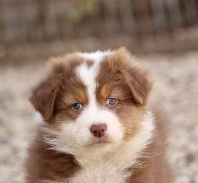 Du Petit Mont D'éden - Chiots disponibles - Berger Australien