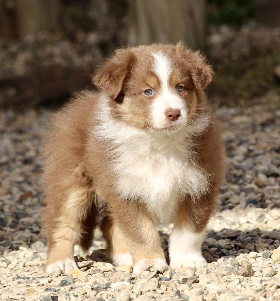 Du Petit Mont D'éden - Chiots disponibles - Berger Australien