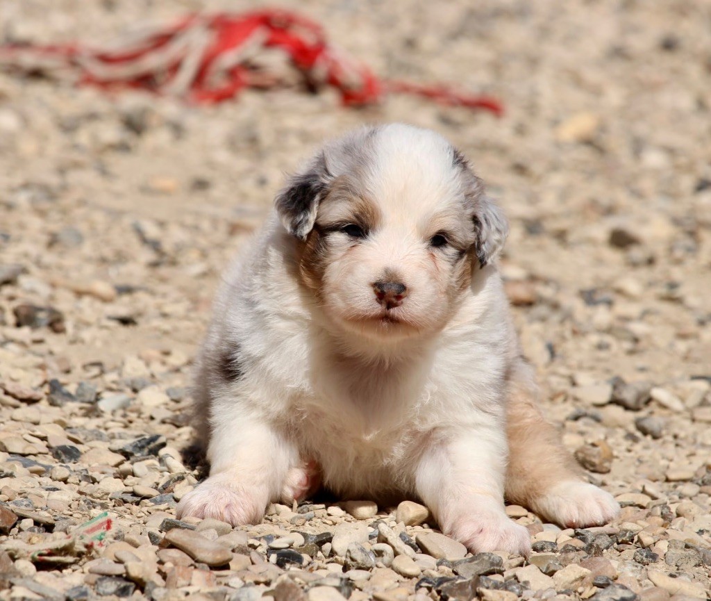 Du Petit Mont D'éden - Chiots disponibles - Berger Australien