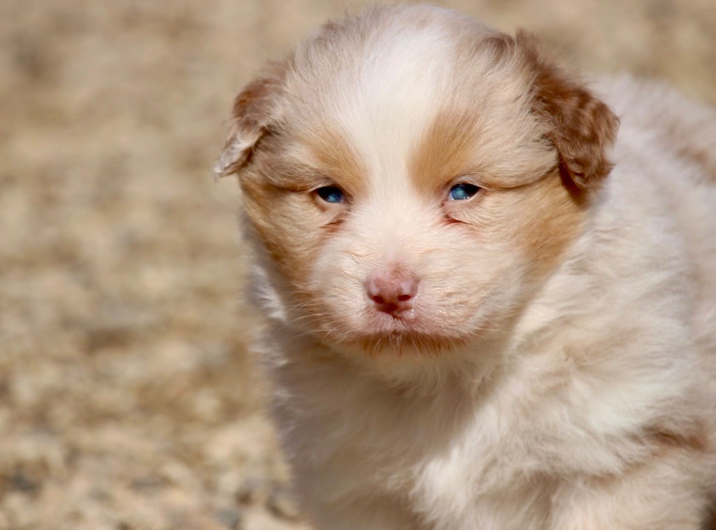 Du Petit Mont D'éden - Chiots disponibles - Berger Australien