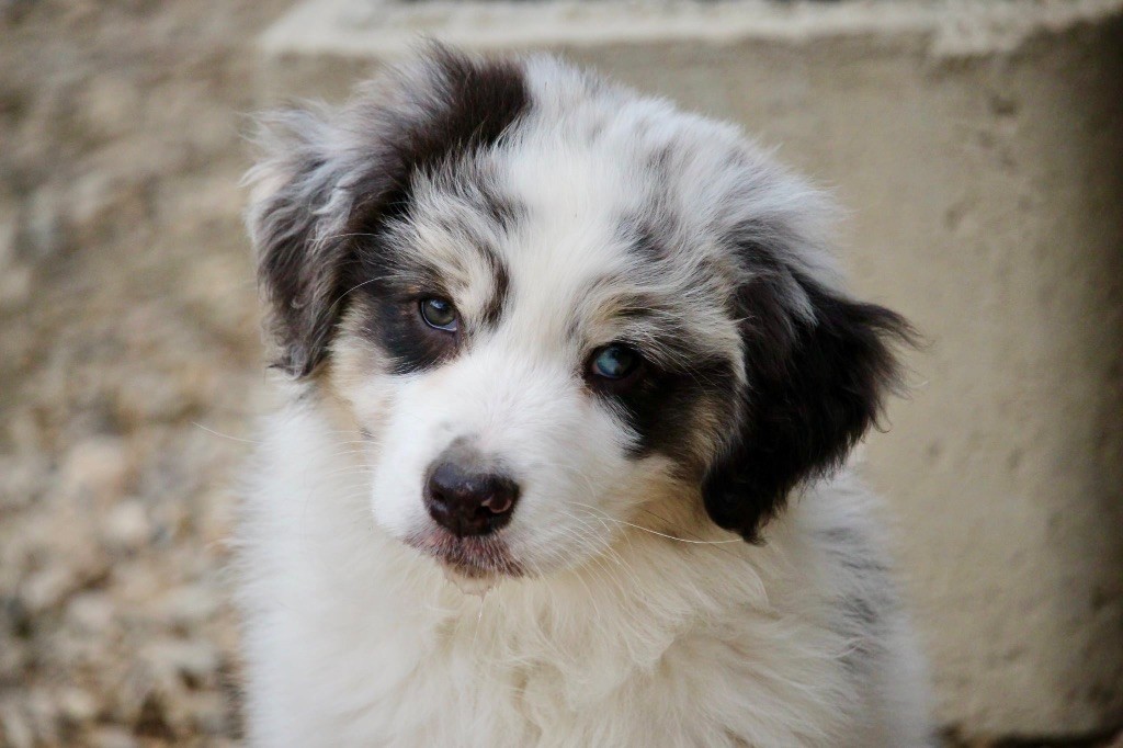 Du Petit Mont D'éden - Chiots disponibles - Berger Australien
