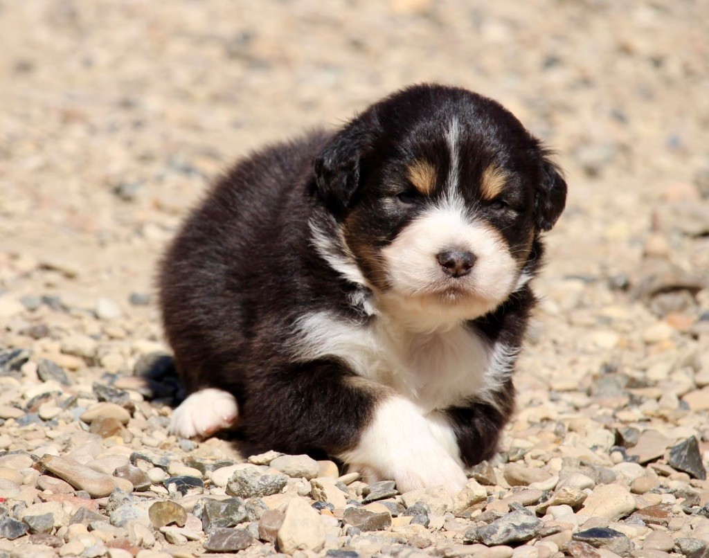 Du Petit Mont D'éden - Chiots disponibles - Berger Australien