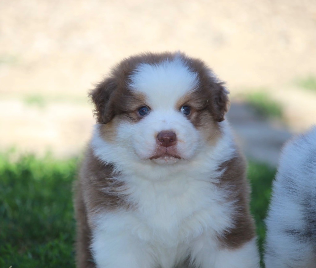 Du Petit Mont D'éden - Chiots disponibles - Berger Australien