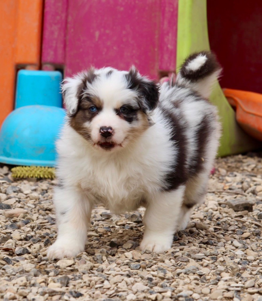 Du Petit Mont D'éden - Chiots disponibles - Berger Australien