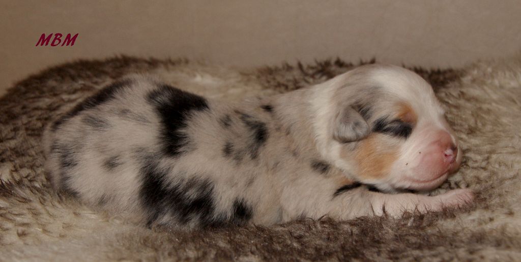 Du Petit Mont D'éden - Berger Australien - Portée née le 10/04/2017