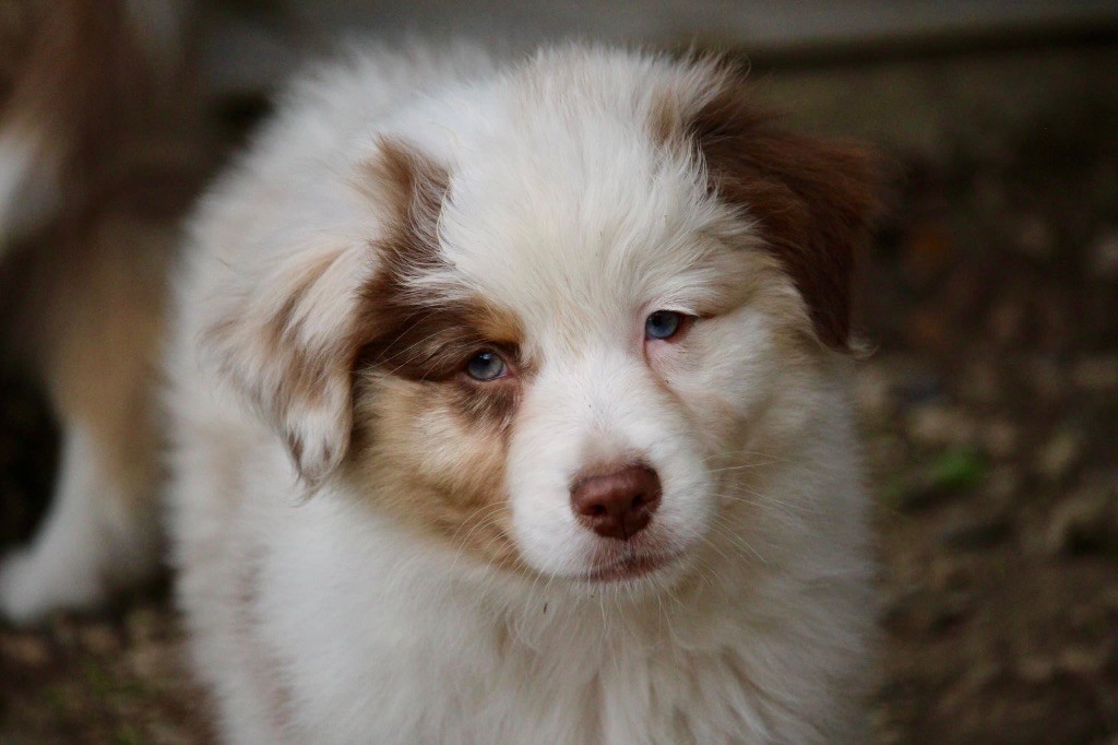 Du Petit Mont D'éden - Chiots disponibles - Berger Australien
