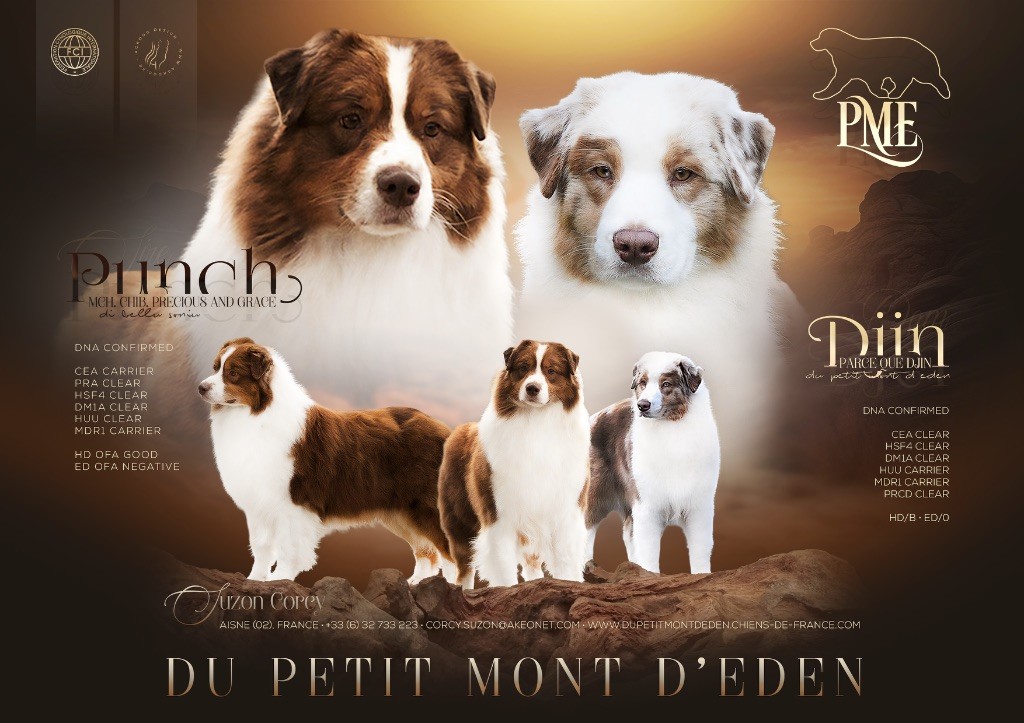 Du Petit Mont D'éden - Berger Australien - Portée née le 01/11/2025