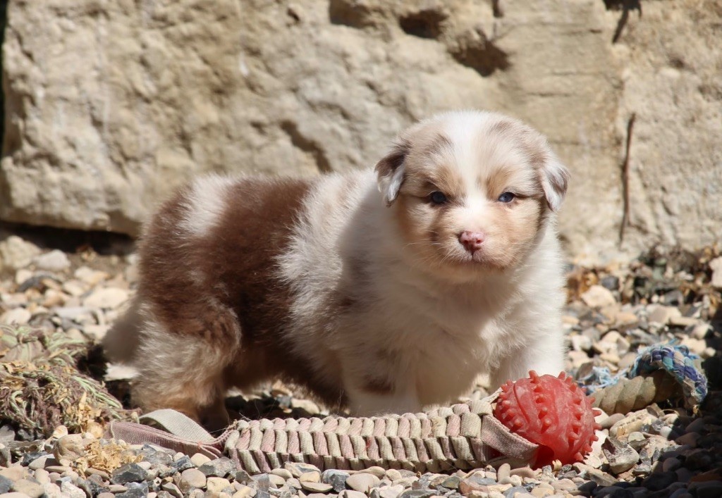 Du Petit Mont D'éden - Chiots disponibles - Berger Australien