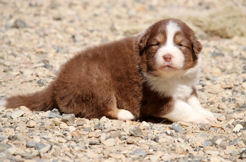 Du Petit Mont D'éden - Chiots disponibles - Berger Australien