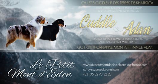 Chiot Berger Australien Du Petit Mont D'éden
