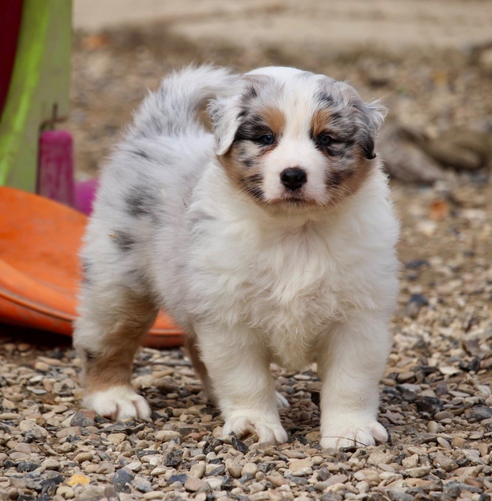 Du Petit Mont D'éden - Chiots disponibles - Berger Australien