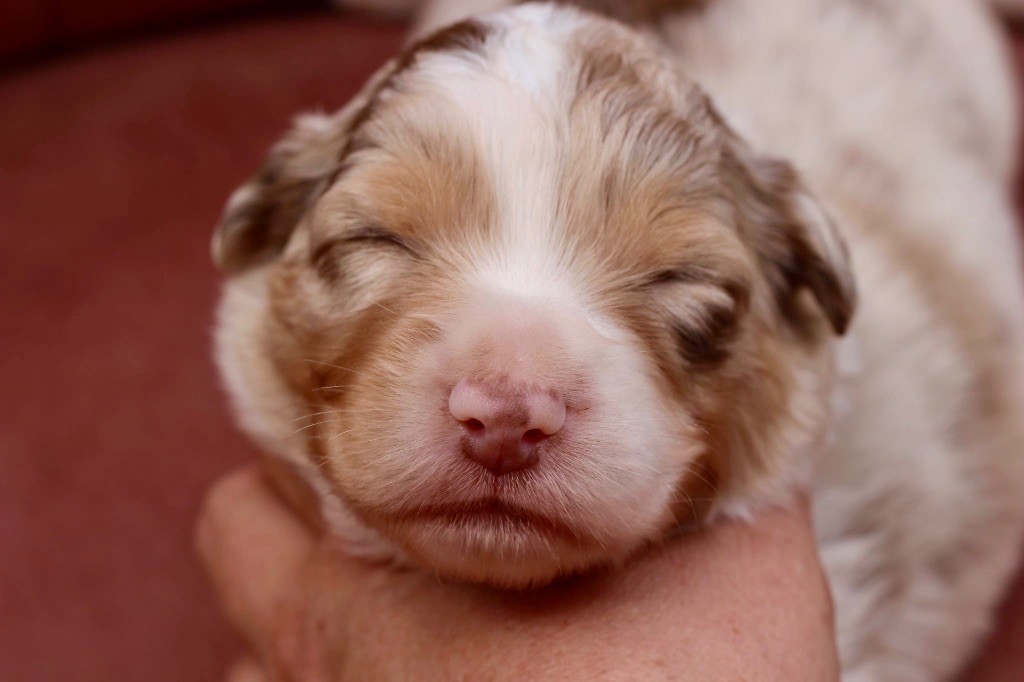 Du Petit Mont D'éden - Chiots disponibles - Berger Australien