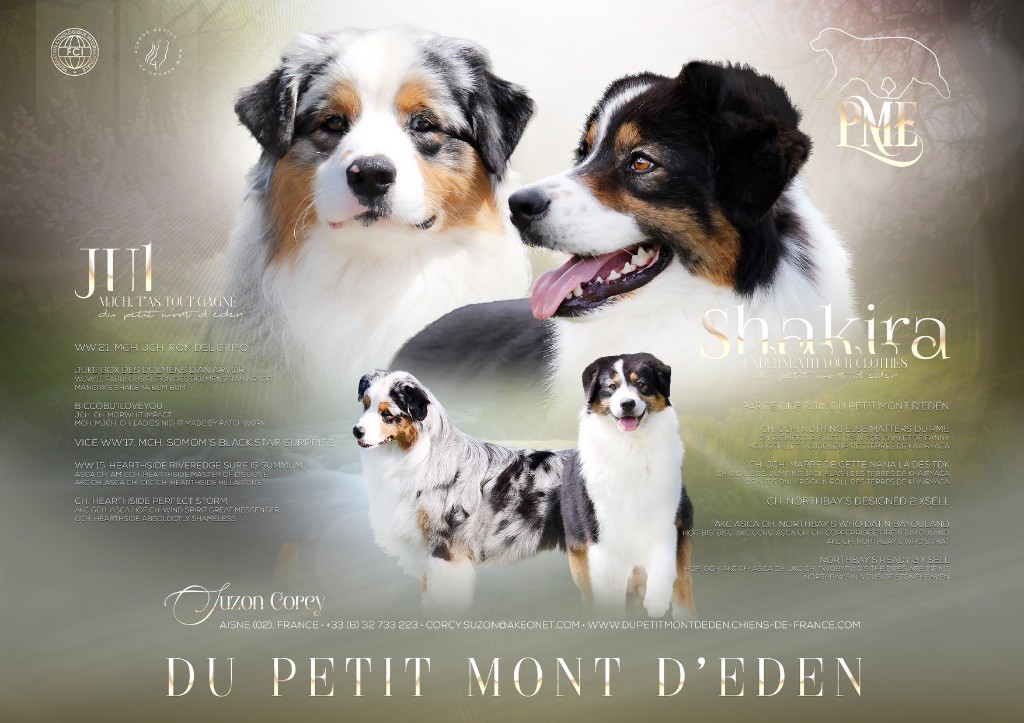 Chiot Berger Australien Du Petit Mont D'éden