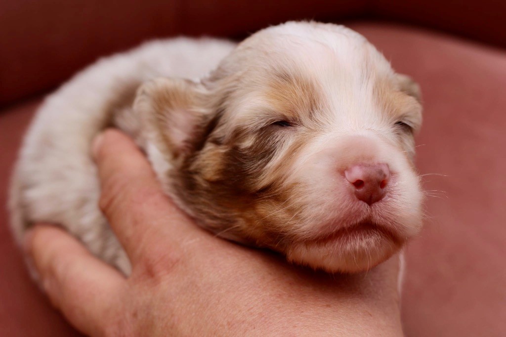 Du Petit Mont D'éden - Chiots disponibles - Berger Australien