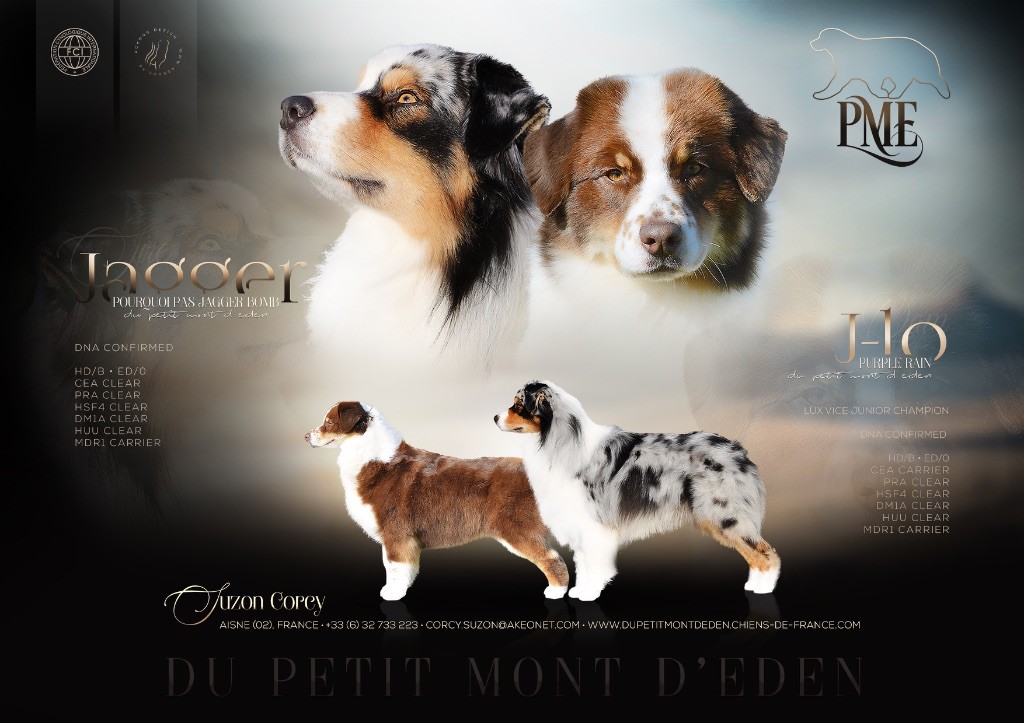 Chiot Berger Australien Du Petit Mont D'éden