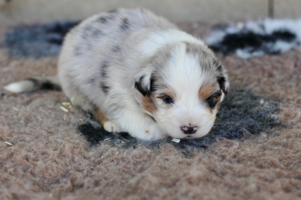 Mâle bleu merle 1