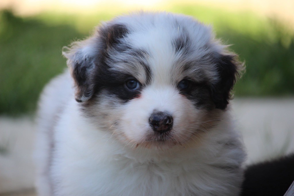 Du Petit Mont D'éden - Chiots disponibles - Berger Australien