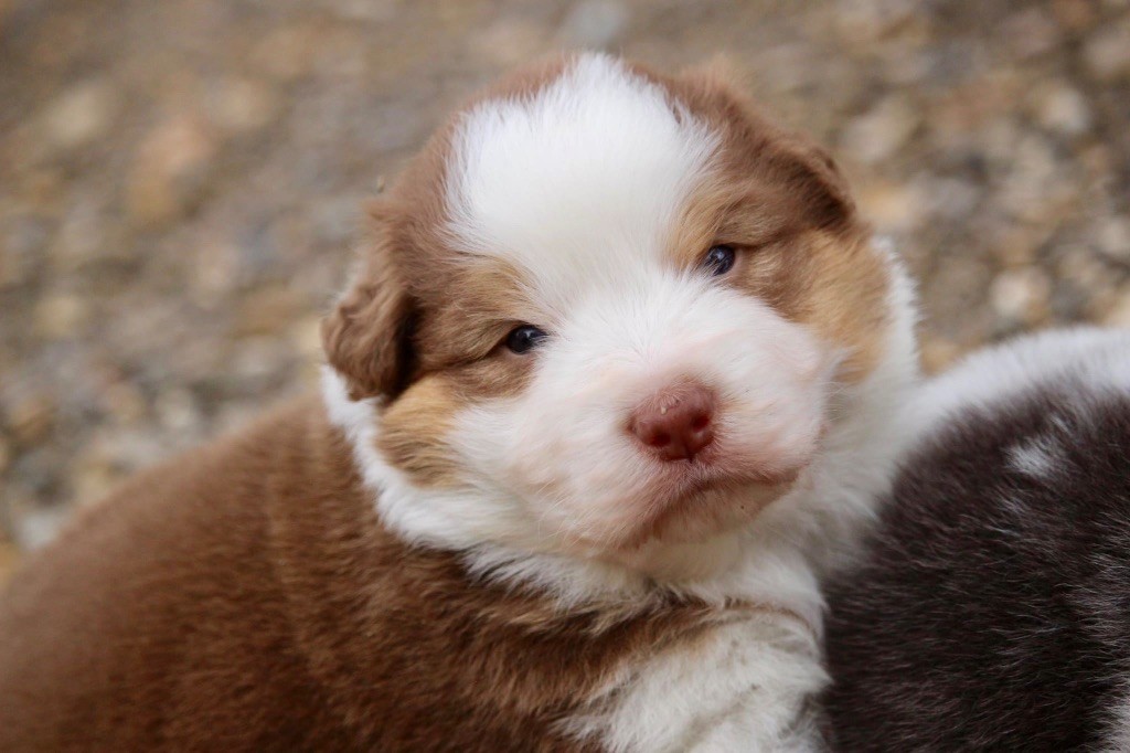 Du Petit Mont D'éden - Chiots disponibles - Berger Australien