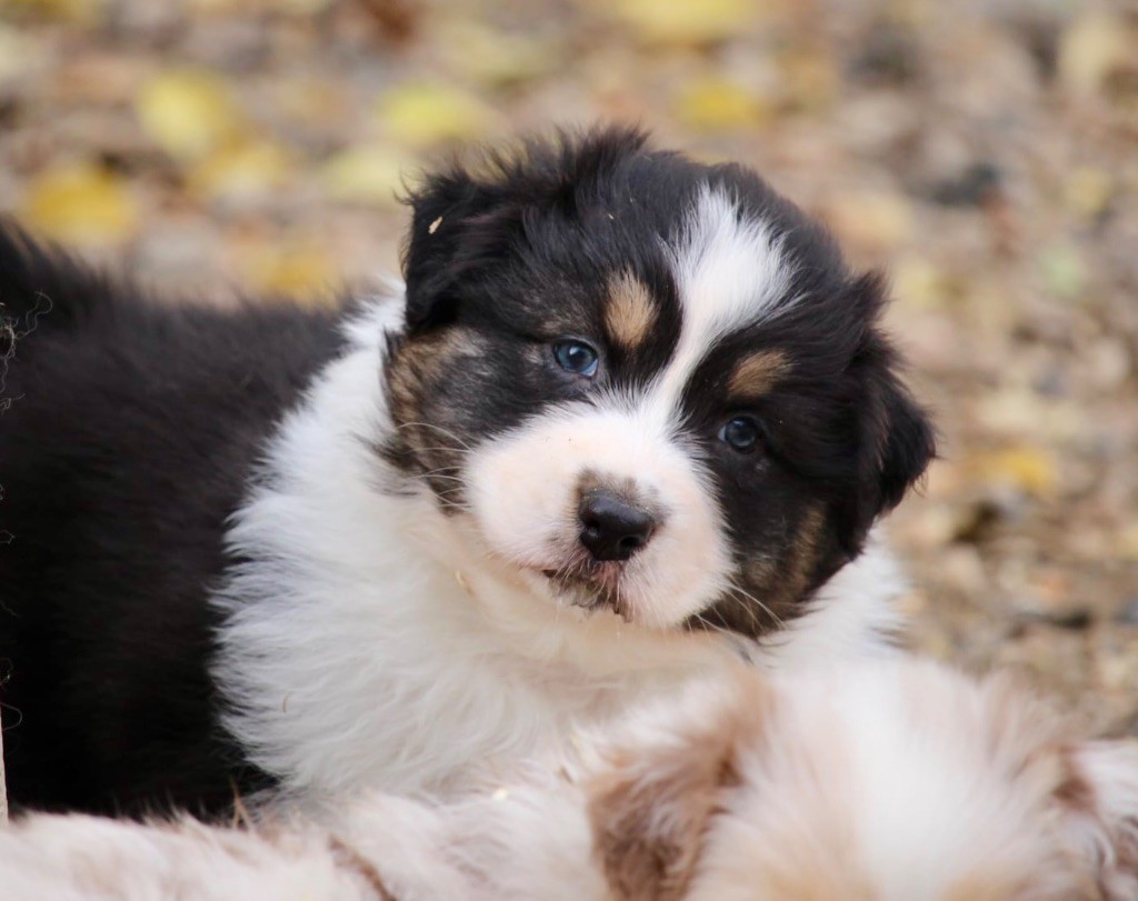 Du Petit Mont D'éden - Chiots disponibles - Berger Australien