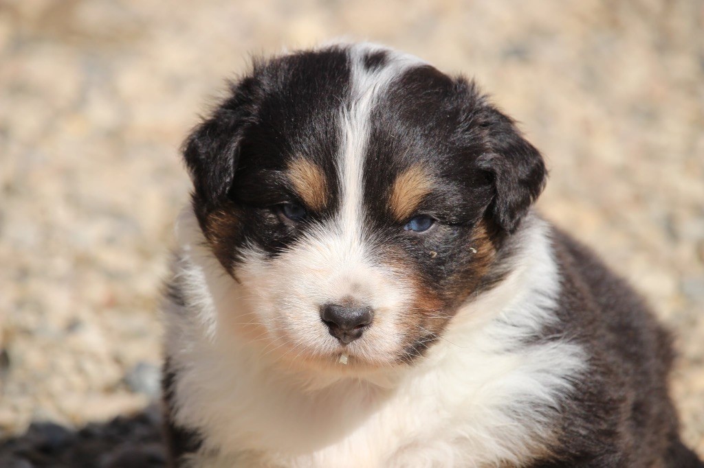 Du Petit Mont D'éden - Chiots disponibles - Berger Australien