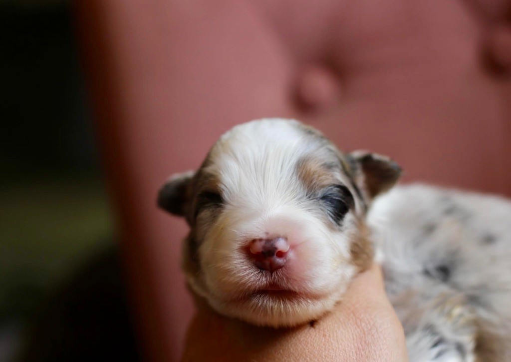 Mâle bleu merle 2