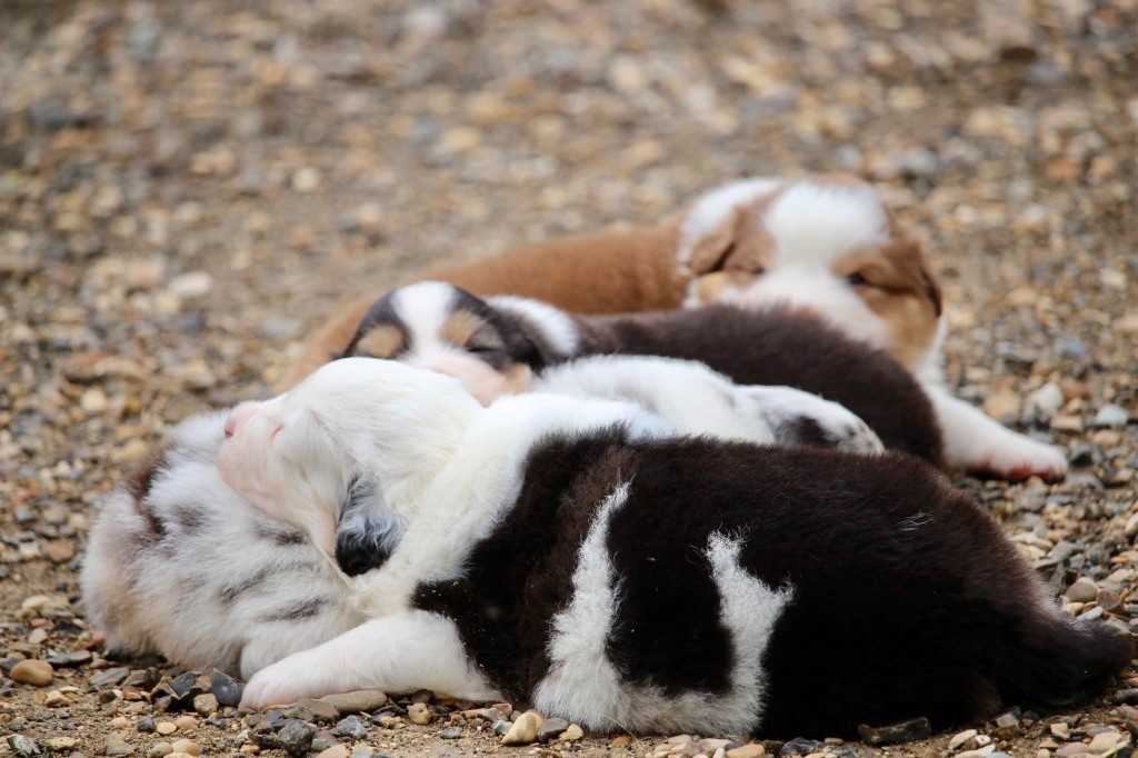 Du Petit Mont D'éden - Chiots disponibles - Berger Australien