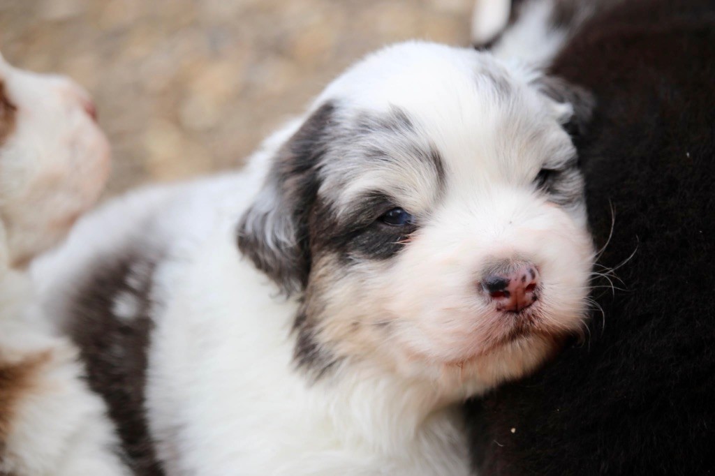 Du Petit Mont D'éden - Chiots disponibles - Berger Australien