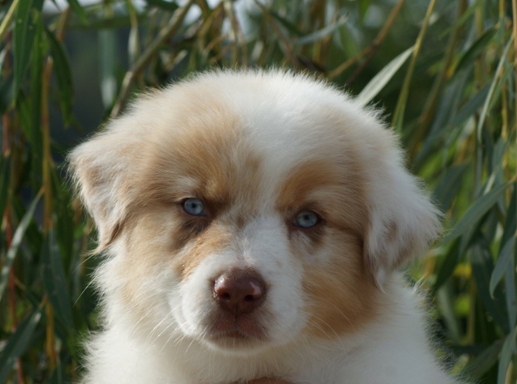 Femelle rouge merle 3