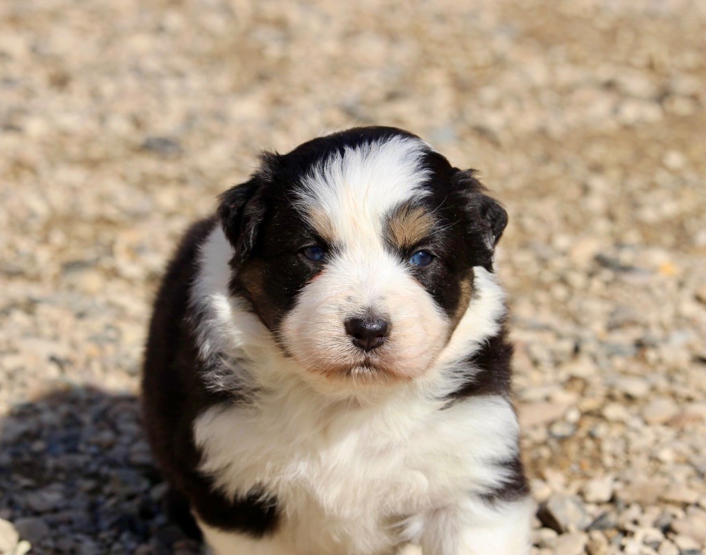 Du Petit Mont D'éden - Chiots disponibles - Berger Australien