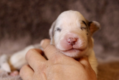 Mâle bleu merle