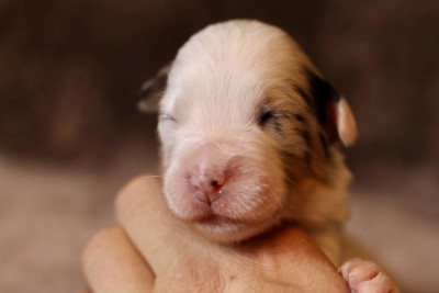 Femelle bleu merle 2