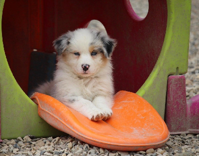 Femelle bleu merle 